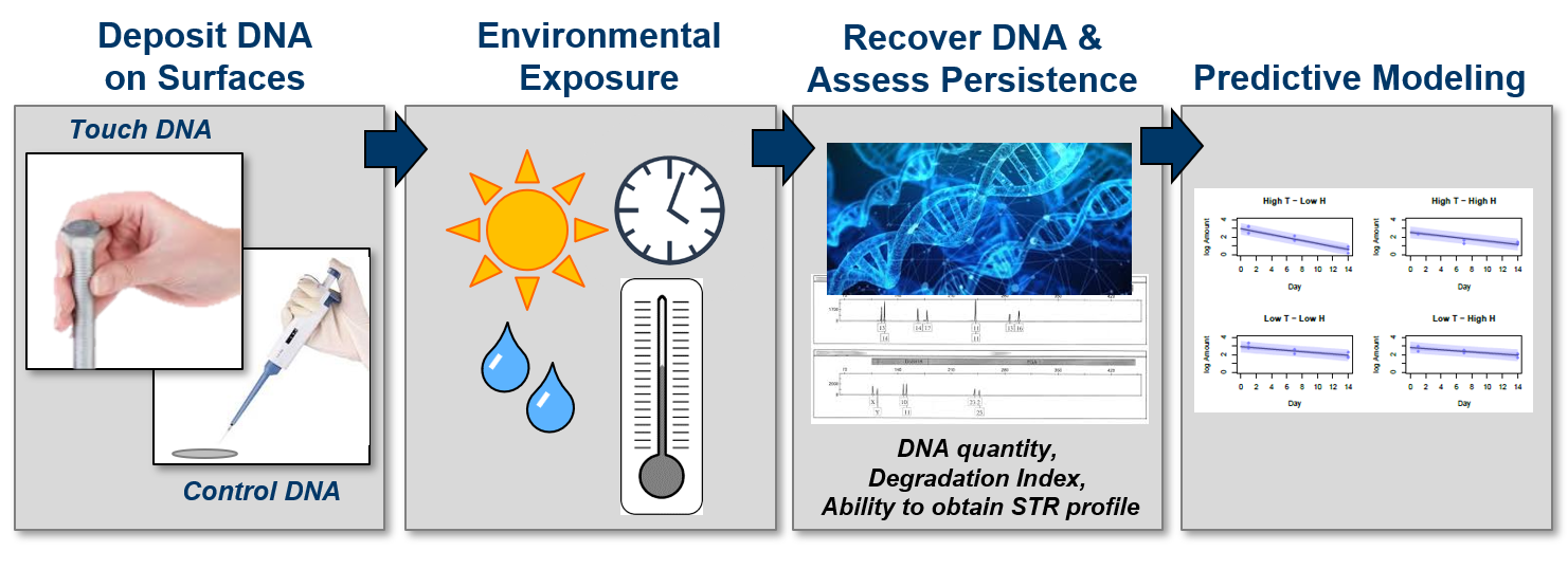 Research Model Overview: Deposit DNA on surfaces, expose to environment, recover DNA and assess persistence, run predictive model