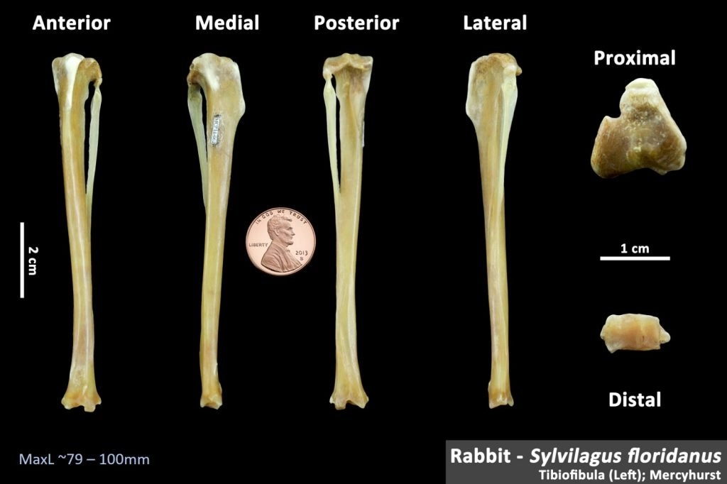 Representative image from the OsteoID website of the tibia bone from the Eastern Cotton-Tail Rabbit.