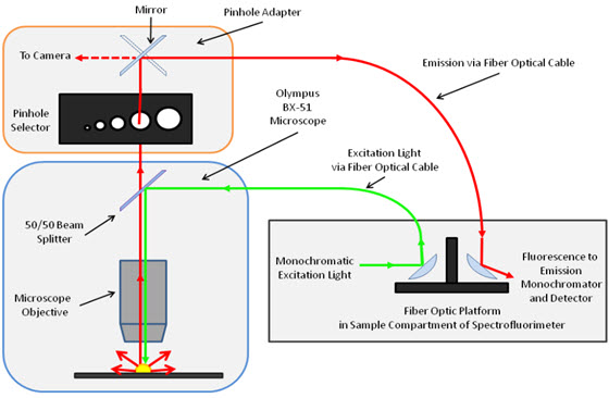 Schematic diagram of the epi-fluorescence microscope connected to the spectrofluorimeter.