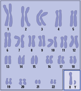 Humans have 23 pairs of chromosomes — 22 pairs of autosomes and one pair of chromosomes that determine gender (the X and Y chromosomes).