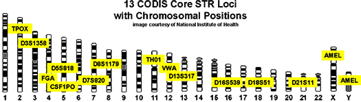 13 different positions of DNA