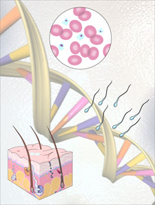 Image of DNA helix, diagram of skin, and semen.