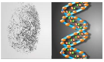 Image of fingerprint and DNA strand