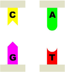 image of the letters C G A and T