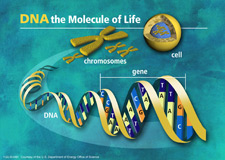 Image of a cell, chromosomes, gene, and DNA with the text DNA the Molecule of Life