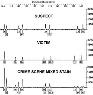 Image of DNA analysis depicting suspect, victim, and crime scene mixed stain samples