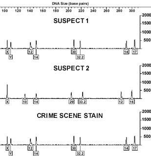 Image of DNA Analysis indicating the evidence specimen matches that of suspect number 1