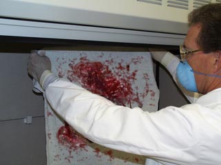 Image of technician looking at evidence soaked with blood