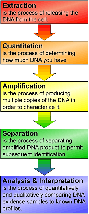 DNA Analysis Flowchart: Extraction, Quantitation, Amplification, Separation, Analysis & Interpretation