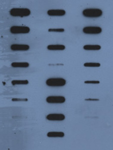 Photocopier image of DNA