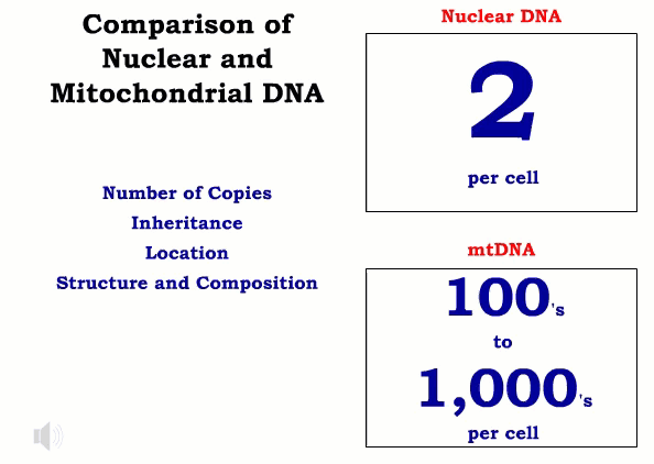 animated illustration of comparison of nuclear and Mitochondrial DNA