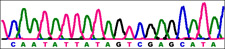 illustration of DNA sequencing