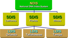Tree Chart depicting the CODIS system