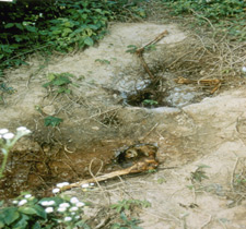 Photo of two holes in the ground with human skeleton buried