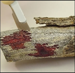 Photo of dry blood shaved off of an absorbent surface