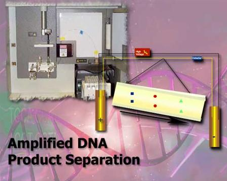 Amplified DNA Product Separation