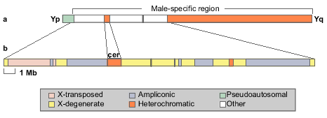 Molecular Genetics of the Y-Chromosome
