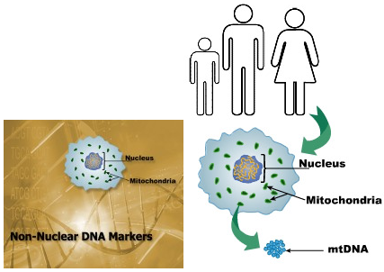 Mitochondrial DNA Non-Nuclear DNA Markers