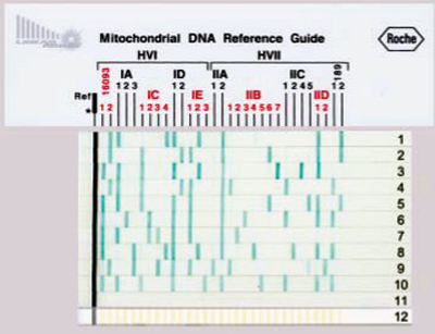 Mitochondrial DNA Reference Guide
