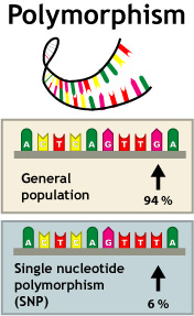Mitochondrial DNA Methodologies