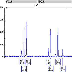 An electropherogram demonstrating a mixture