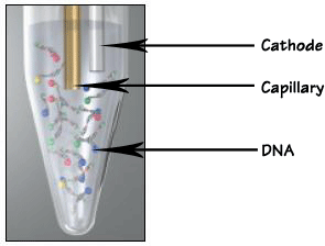 Diagram of electrokinetic injection showing Cathode, Capillary, and DNA