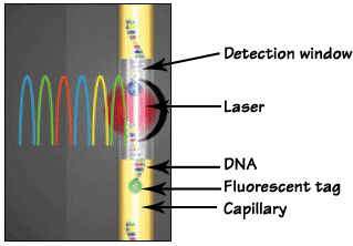 Fluorescent Detection