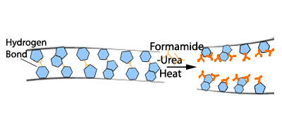 Diagram of Sample Preparation showing Hydrogen Bonds, Formamide, and Urea Heat
