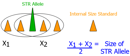 Visual representation of the sizing process of the Local Southern method