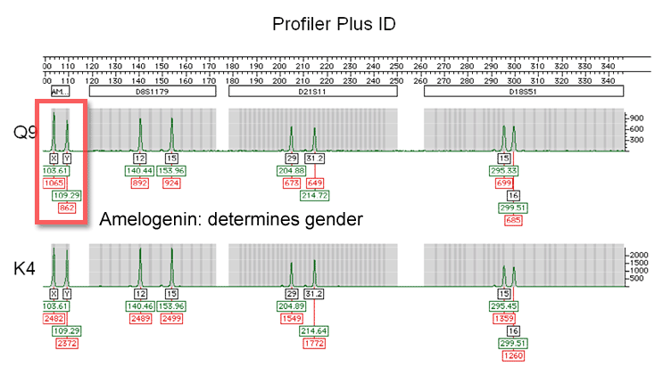 Picture example of Amelogenin typing results using DNA profiling software