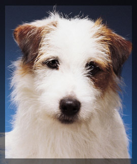 Photo of a canine dog