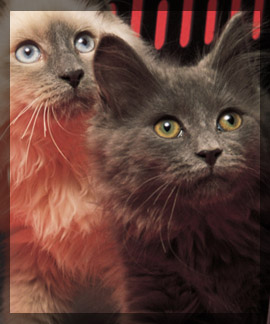Photo of cats