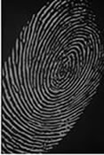 Photo of a fingerprint