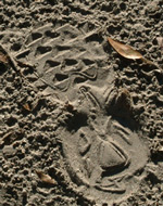 photo of a footprint impression in the dirt