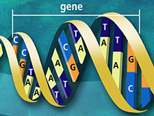 Unique DNA sequence. The side-by-side arrangement of bases along the DNA strand (e.g., ATTCCGGA).