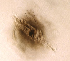 Close-up of gunshot residue pattern on white cotton cloth, chemically treated to appear pink