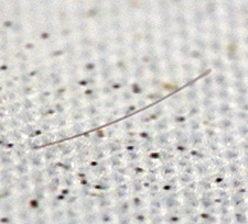 A single hair, found on a garment while examining it for visible gunshot residues