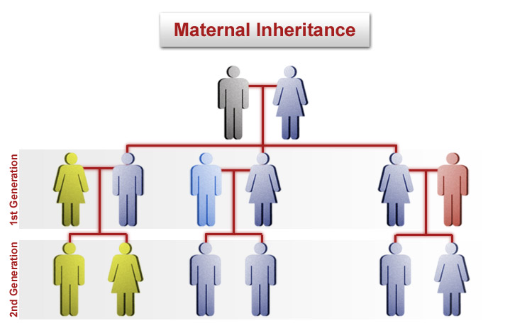 Example Maternal Inheritance Chart