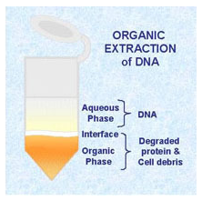 Illustration of Organic Extraction of DNA Process