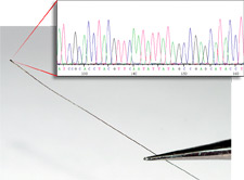 The end of a piece of hair, with a DNA profile in the foreground