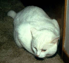 Photo of a white cat