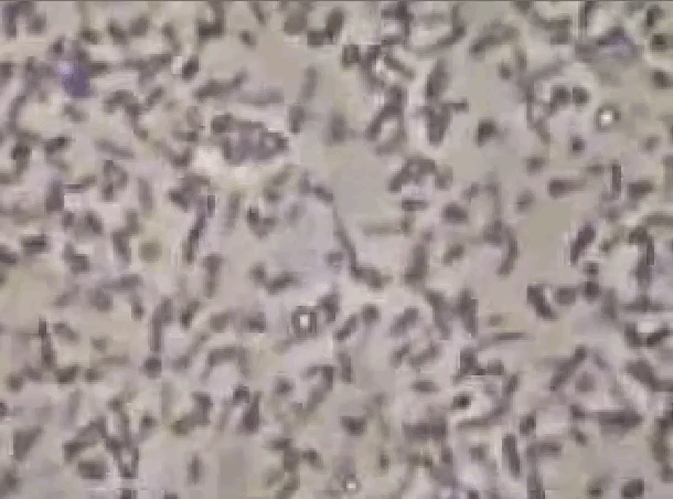 Animated Gif of Mitochondrial DNA moving under a microscope