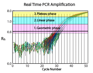 Graph of Real Time PCR Amplification
