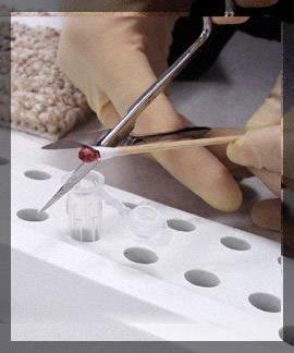 Photo of a DNA evidence sample in a vial being tested in a lab