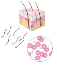Image of serology - hair samples, blood, semen
