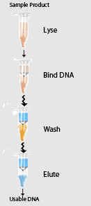 Illustration of Spin Column - Lyse, Bind DNA, Wash, Elute