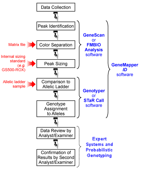 Diagram of steps for converting fluorescent data/peaks into allele calls 