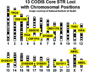The CODIS STR Standardization Project identified thirteen core loci, together with amelogenin
