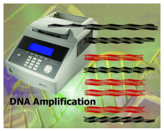 DNA Amplification
