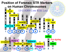 Position of Forensic STR Markers on Human Chromosomes